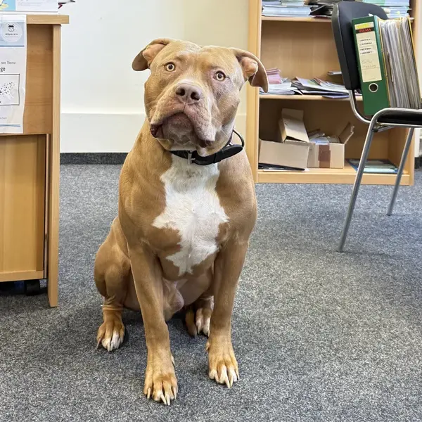 Diego, der Bürohund von Allpacare